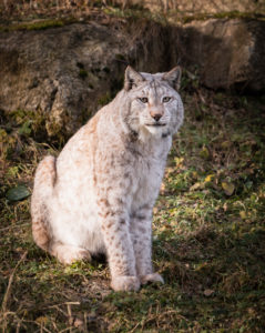 Lynx, lynx, predator (Carnivora) Bavaria, Germany, Europe Lynx, lynx, predator (Carnivora) Bavaria, Germany, Europe